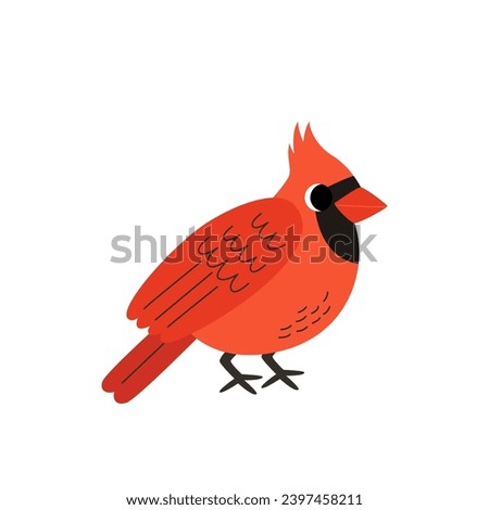 Vector picture of cute cartoon red cardinal bird isolated on white background.