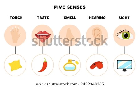 Five senses organs, vector illustration. Sight hearing taste touch smell. Vector poster.