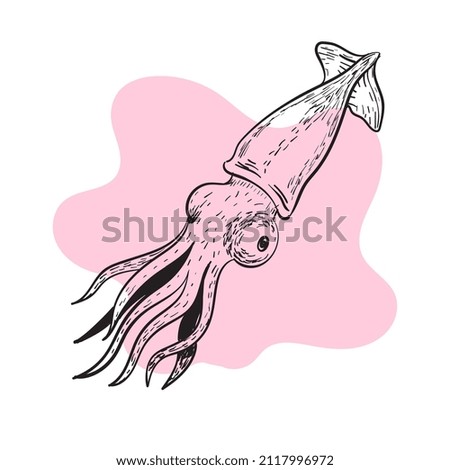 Squid line sketch. Vector illustration.