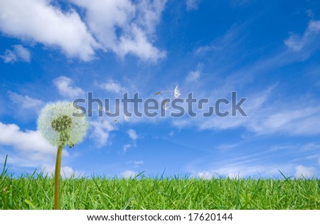 Dandelion in the green grass and Dandelion Seeds Flying into the blue sky