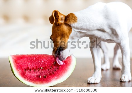Little cute puppy Jack russell and watermelon