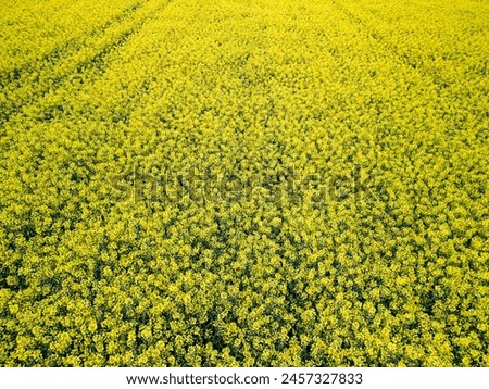 Similar – Foto Bild Blick auf ein Rapsfeld. Gelbe Blüten gegen den blauen Himmel.