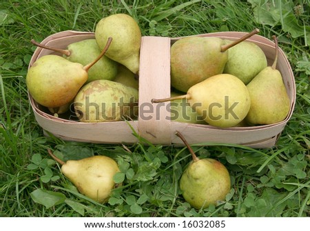ripe pears on a grass in a light basket