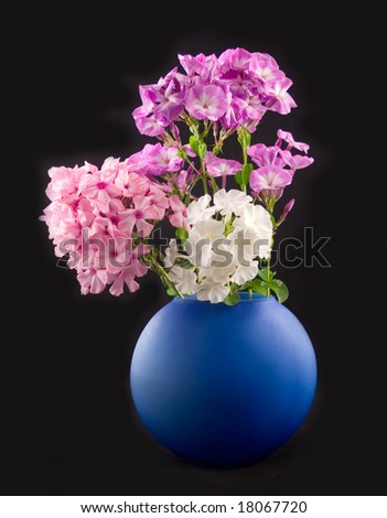 beautiful flowers in dark-blue to vase on black background