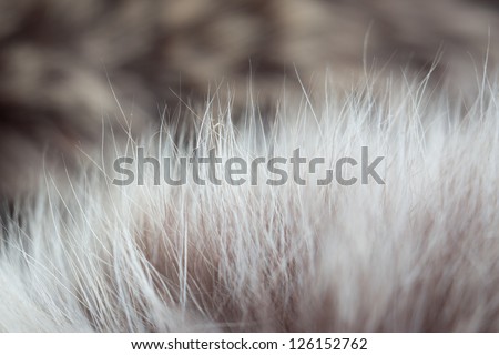 Animal hair, brown, curly dense like grass growth.
