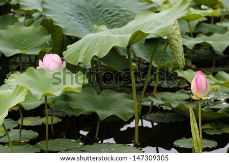 Close-up, pink, lotus, lotus, lotus leaf, green, in full bloom, bloom, summer, background.