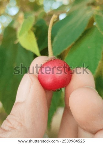 Similar – Image, Stock Photo Freshly picked cherries ready to eat