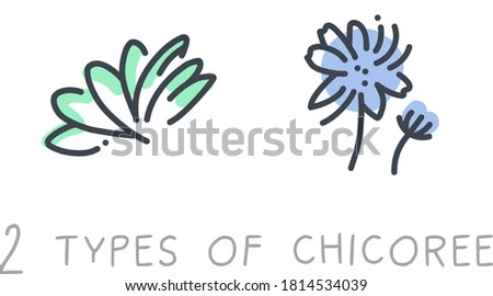 Set of two Chicoree Line Icon. Vector, editable colors. Stock foto © 