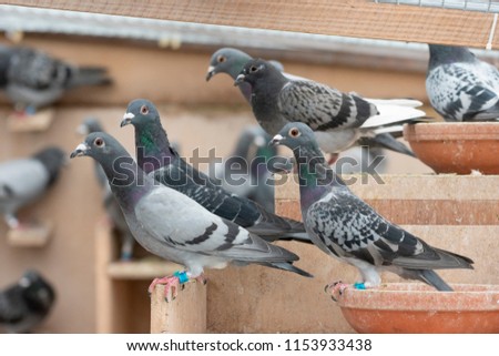 Similar – Image, Stock Photo dovecote Dovecote pigeons