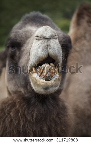 camel bad teeth