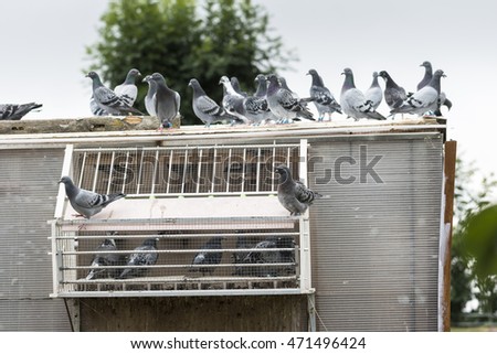 Similar – Image, Stock Photo dovecote Dovecote pigeons