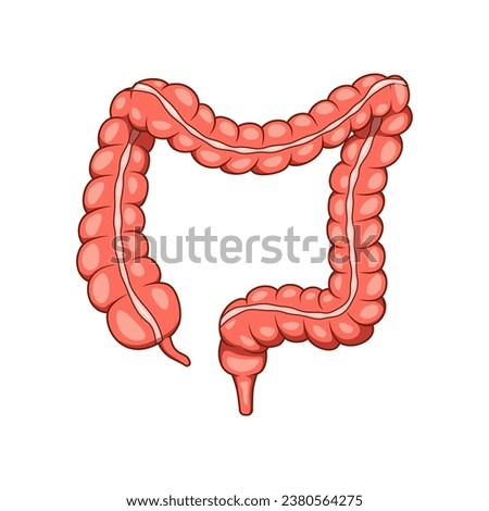 Illustration of colon organ vector. Human large intestine.