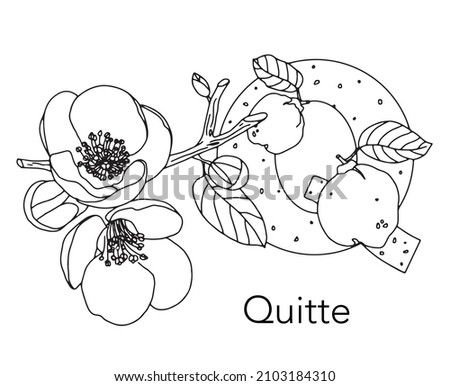 German or Deutsch Plant Floral Alphabet for the kids: letter Q - Quince. Vector letter and character.
Cartoon colorless line art Illustration Stock foto © 