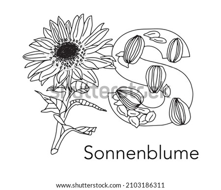 German or Deutsch Plant Floral Alphabet for the kids: letter S - Sunflower. Vector letter and character.
Cartoon colorless line art Illustration Stock foto © 