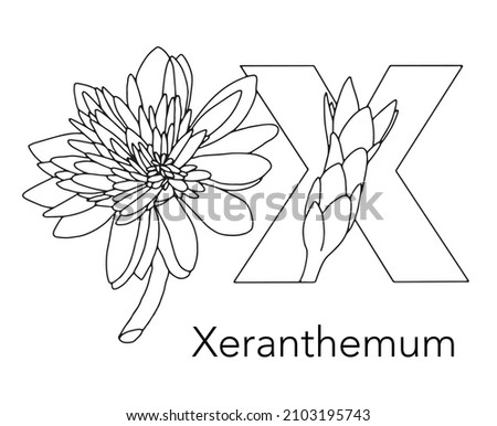 German or Deutsch Plant Floral Alphabet for the kids: letter X - Xeranthemum L. Vector letter and character.
Cartoon colorless line art Illustration Stock foto © 