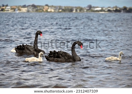 Similar – Image, Stock Photo swan Swan River Bird Lake