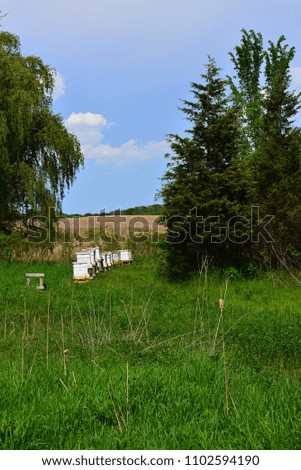 Similar – Image, Stock Photo Beehives on flowering willow