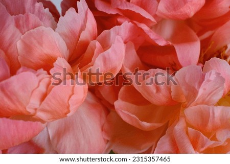 Similar – Image, Stock Photo Close up of pink velvet fabric background texture