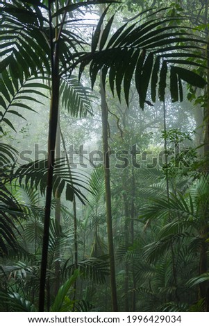 Tropical Rainforest Landscape,Tropical forest ,rainforest in South east asia