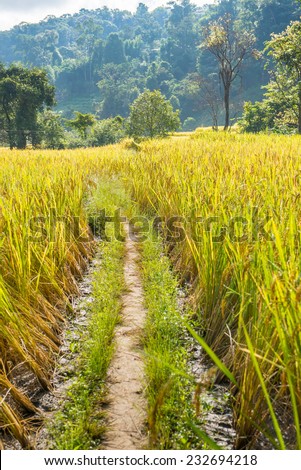 Path in Golden field, Golden field, Asia paddy field