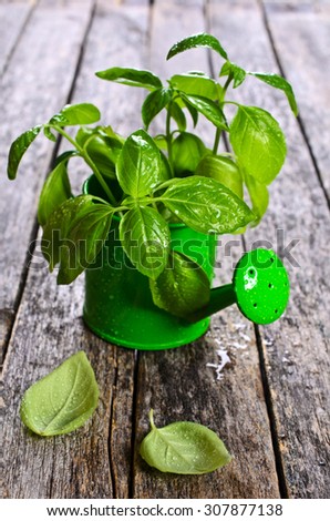 Fresh Basil with drops of water in a metal container on a wooden surface