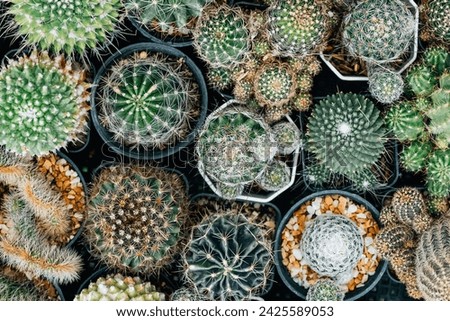 Similar – Image, Stock Photo Mini cactus in white ceramic pot