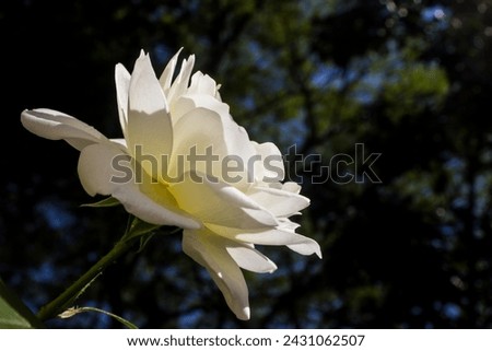 Similar – Image, Stock Photo Late in the afternoon the blue of the flax blossom glows against the light.