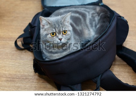 Cute light gray cat sitting in open backpacker photographer and probably saying I m going to travel with you Don t leave me alone The conceptual photo. Photo stock © 