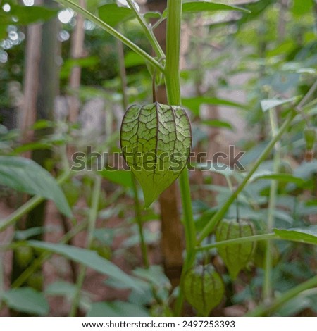 Similar – Foto Bild Nahaufnahme einer Physalis Alkekengi