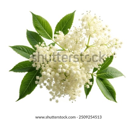 Similar – Image, Stock Photo Elder bush Branch