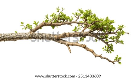 Similar – Image, Stock Photo Branches of a deciduous grass, bushes covered with ice crust after freezing rain, fragment, background