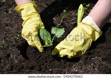 Similar – Image, Stock Photo Zucchini seedlings on a pink garden table, rosemary is in bloom, garden tools are ready for use