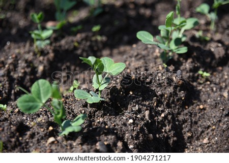 Pisum sativum: a young pea plant grows in the garden in spring Zdjęcia stock © 