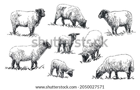 Sheep - set of farm animals illustrations, black and white drawings, isolated on white background, vector