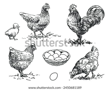 Chicken - set of farm animals poultry illustration, black and white drawings of hen, rooster, chick and egg, isolated on white background, vector