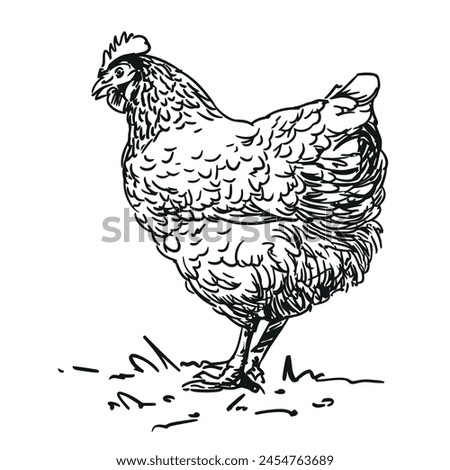 Chicken Clipart | Free download on ClipArtMag