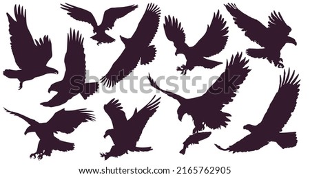 Eagles. Bird king set. 10 silhouettes of eagles. An attacking eagle flying in the sky with a large wingspan.