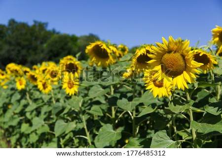 Magnificent sunflowers illuminated by the summer sun Foto stock © 