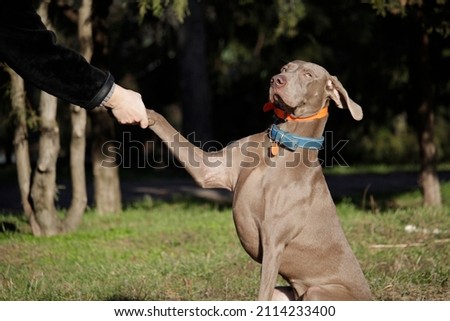 Similar – Foto Bild Lustiger Weimaraner-Hund auf schwarzem Hintergrund