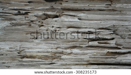 Picture of old wood background