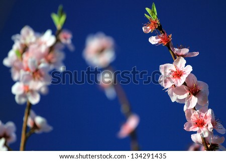 peach twig covered with blossoms on blue sky