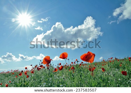Landscape - poppy field, red and green field the blue sky and white clouds
