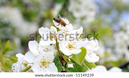 honey bee pollinate Pear blossom