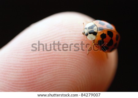 a ladybug sitting on the tip of my finger