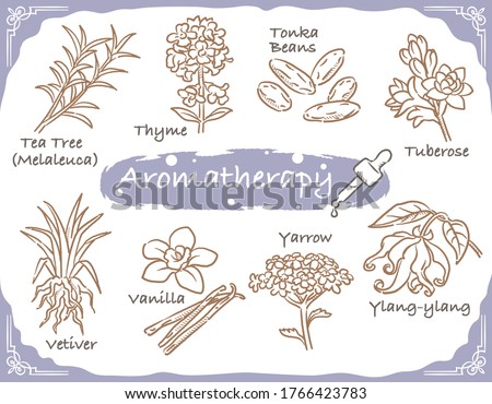 Set of aromatic herbs. Vector illustration.