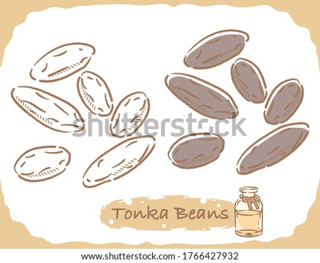 Illustration of tonka beans and aromatherapy bottle. Vector illustration.