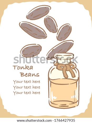 Illustration of tonka beans and aromatherapy bottle. Vector illustration.