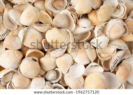 Sea shell background, many different shells, white and beige sea shells folded together close-up in high resolution for background or design