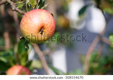 one apple on a tree