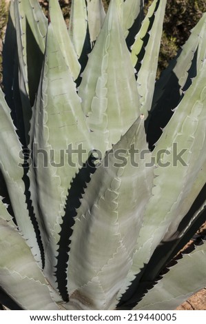 Blue agave, mexican cactus